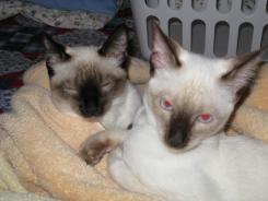 more kittens
